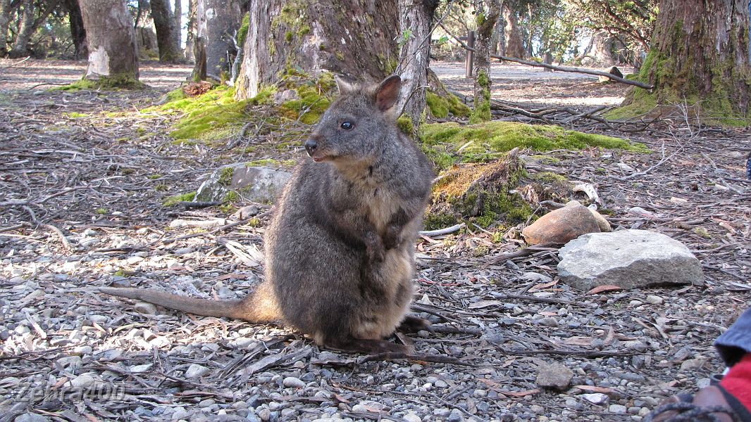 19-A rock wallaby greets us at Lake St Clair.JPG